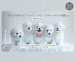 ビションフリーゼ【神奈川県・男の子・2025年6月22日・ホワイト】の写真2「写真撮影　1番右」