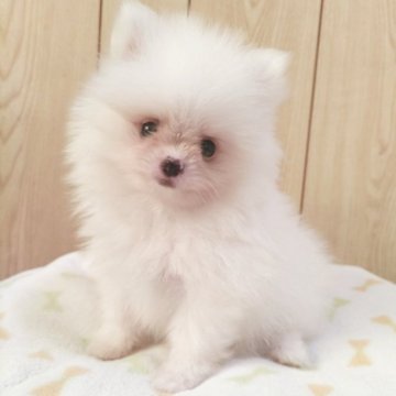 ポメラニアン【秋田県・男の子・2025年7月10日・ホワイト】の写真「どんどんかわいくなってきました」