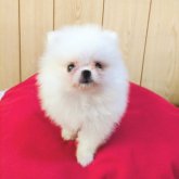 ポメラニアン