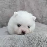 ポメラニアン