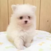 ポメラニアン