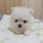 ポメラニアン