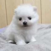 ポメラニアン