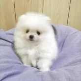 ポメラニアン