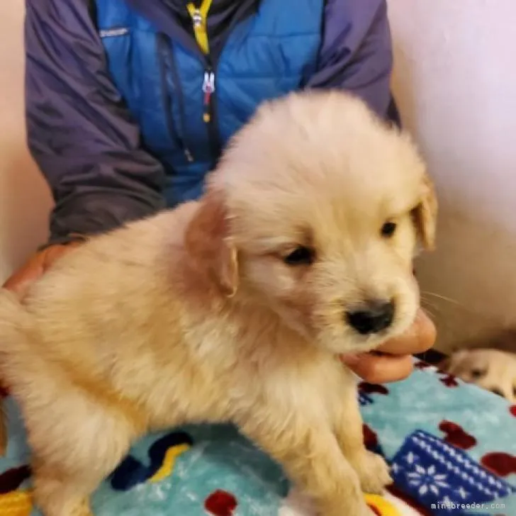 ID:2212-01238の子犬