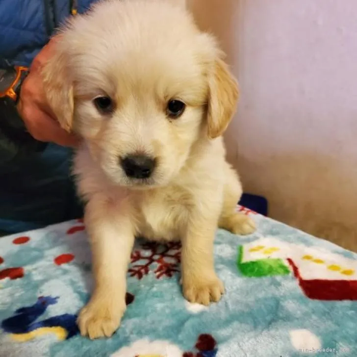 ID：2212-01247の子犬