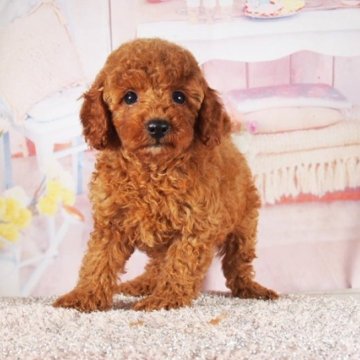 トイプードル(トイ)【東京都・男の子・2025年6月10日・レッド】の写真「両親血統優秀、大人しくて愛嬌抜群です。」