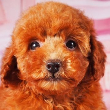 トイプードル(トイ)【東京都・女の子・2025年9月23日・レッド】の写真「血統優秀、大人しく愛嬌抜群♪上野駅徒歩５分」