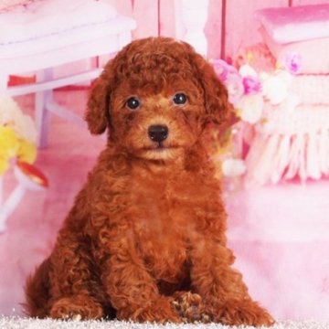 タイニープードル【東京都・女の子・2025年9月14日・レッド】の写真「大人しくて小さな天使♪血統優秀、毛質が違います」