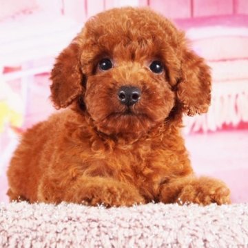 トイプードル(トイ)【東京都・男の子・2025年9月3日・レッド】の写真「大人しくて愛嬌抜群、良血統、上野駅徒歩5分」