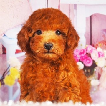 トイプードル(トイ)【東京都・女の子・2025年6月23日・レッド】の写真「血統優秀、とても大人しく、人懐こい性格です」