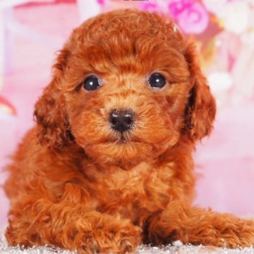 トイプードル(タイニー)【東京都・女の子・2025年9月2日・レッド】の写真「小ぶりで大人しい性格、血統優秀、上野駅徒歩5分」