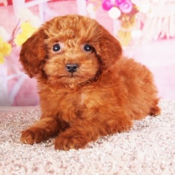 ティーカッププードル【東京都・女の子・2025年7月19日・レッド】の写真「超マイクロサイズ、大人しくて人懐こいです♪」