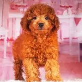 トイプードル(トイ)