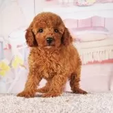 トイプードル(トイ)