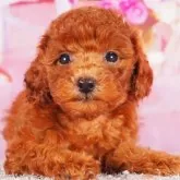 タイニープードル