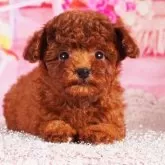 ティーカッププードル