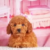 トイプードル(トイ)