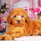 ティーカッププードル【東京都・女の子・2025年7月15日・レッド】の写真2