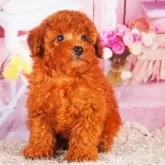 トイプードル(トイ)【東京都・男の子・2025年7月15日・レッド】の写真3