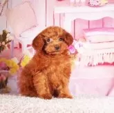 ティーカッププードル【東京都・女の子・2025年7月19日・レッド】の写真3