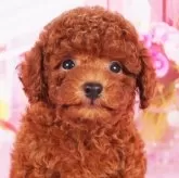 タイニープードル【東京都・女の子・2025年9月14日・レッド】の写真3