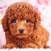 タイニープードル【東京都・女の子・2025年9月14日・レッド】の写真4