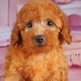 ティーカッププードル【東京都・女の子・2025年7月15日・レッド】の写真4