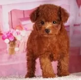 ティーカッププードル【東京都・男の子・2025年8月14日・レッド】の写真5