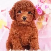 タイニープードル【東京都・女の子・2025年9月14日・レッド】の写真5