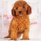 トイプードル(トイ)【東京都・男の子・2025年6月10日・レッド】の写真5