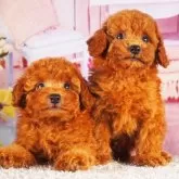 トイプードル(トイ)【東京都・男の子・2025年7月15日・レッド】の写真9