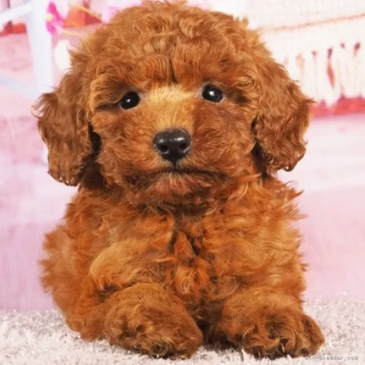 ID：2405-03762の子犬