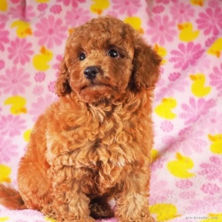 ID：2308-04942の子犬