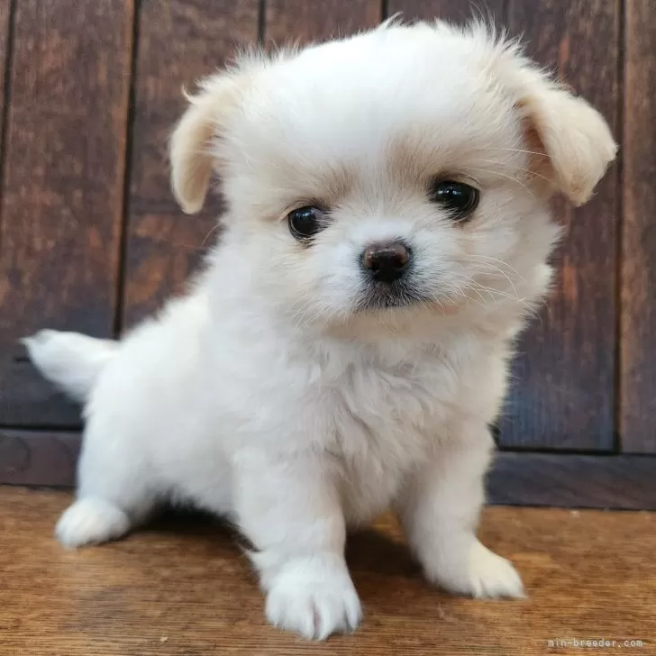 ID：2506-02180の子犬