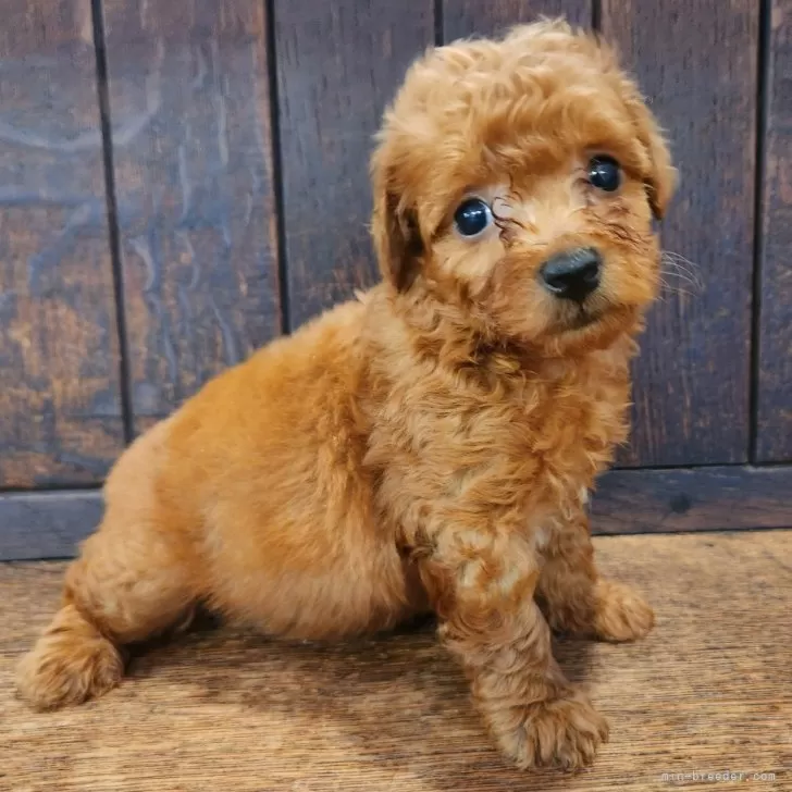 マルプー(マルチーズ×トイプードル)【大阪府・男の子・2025年8月20日・レッドフォーン】の写真1