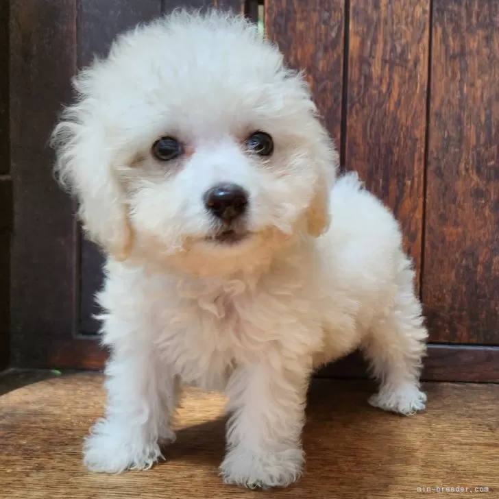 ID:2508-01199の子犬