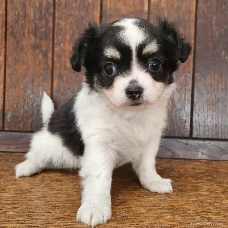 ID:2503-02878の子犬