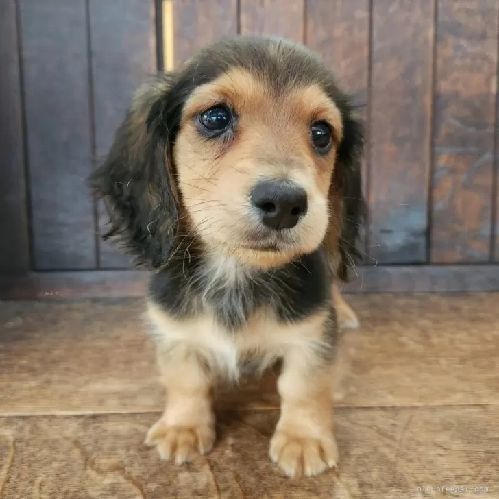 ID:2502-03522の子犬