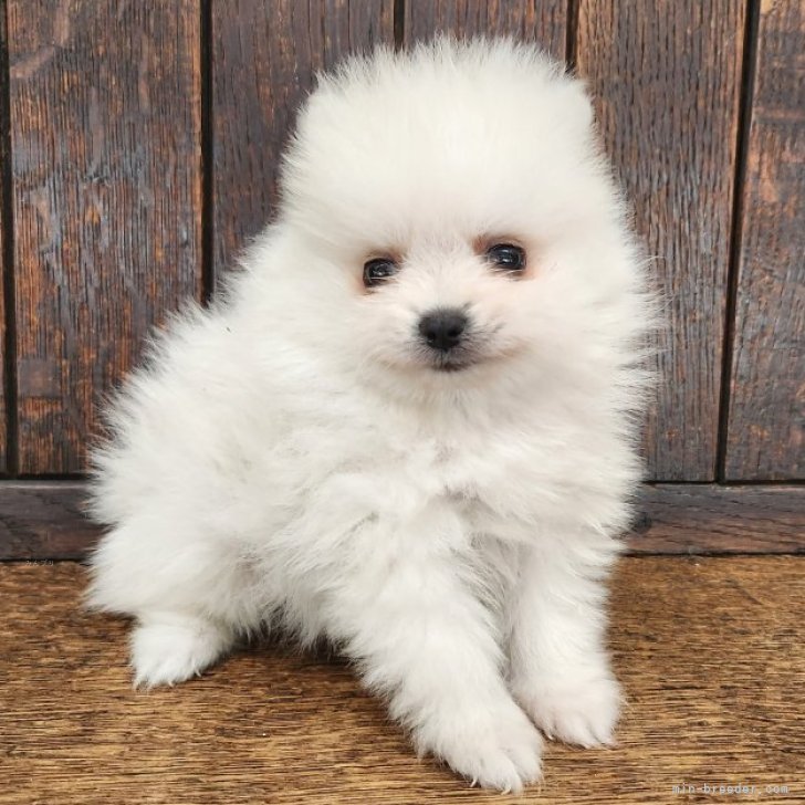 ブリーダー画像