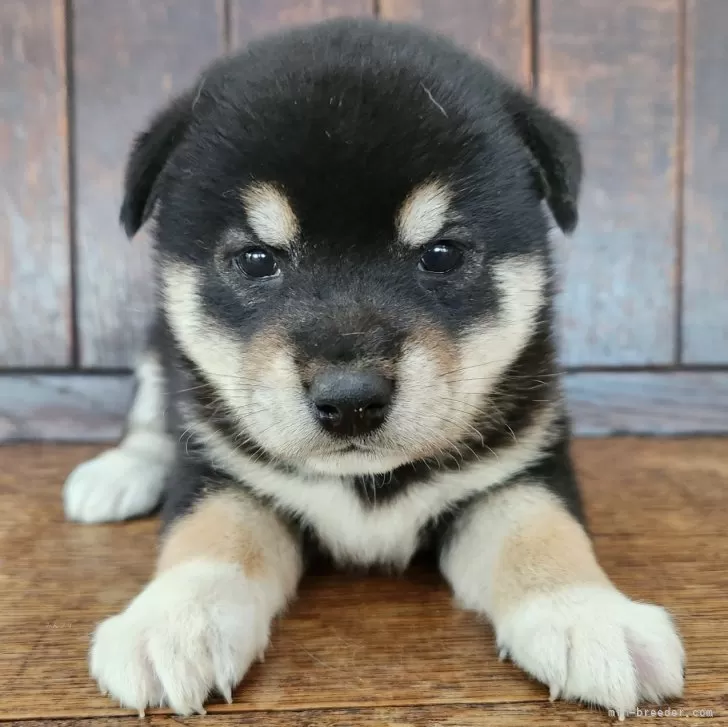 たなT 様のお迎えした子犬