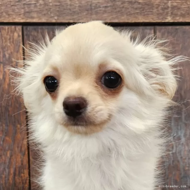 ID:2506-00393の子犬