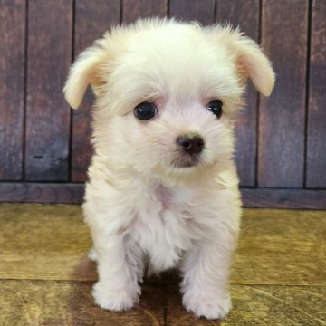 チワマル(マルチーズ×チワワ)【大阪府・男の子・2025年7月2日・クリーム】の写真「おチビちゃんなのに元気いっぱいフレンドリー🎵😊」