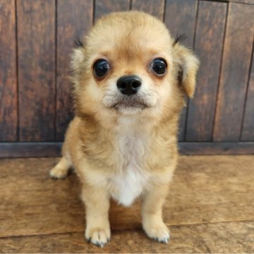 チワックス(チワワ×ダックスフンド)【大阪府・男の子・2025年6月23日・レッド】の写真「鼻ペチャでずんぐり体型がめっちゃ可愛い子です❤️」