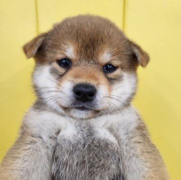 柴犬(標準サイズ)【大阪府・女の子・2025年5月9日・赤】の写真「濃淡のハッキリとした美人さん💕😊」
