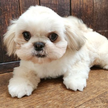 ミックス(ペキニーズ×シーズー)【大阪府・女の子・2025年7月2日・ホワイト&ゴールド】の写真「鼻ペチャがとっても可愛い癒し系❤️😊」