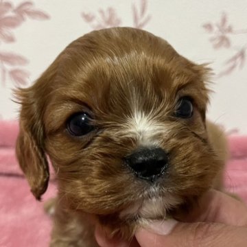 キャバリア【大阪府・男の子・2025年11月11日・ルビー】の写真「丸顔で可愛いすぎ😊💕」