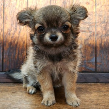 チワワ(ロング)【大阪府・女の子・2025年1月25日・フォーン】の写真「お耳が大きくてつぶらな瞳の女の子🎀😊」