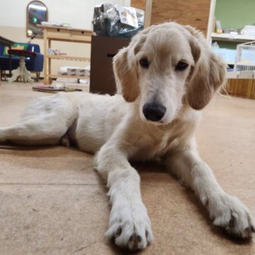 ゴールデンドゥードル(プードル×ゴールデンレトリバー)【大阪府・男の子・2025年6月5日・ゴールド】の写真「性格が優しくて穏やかで甘えんぼうで可愛い子です😊」