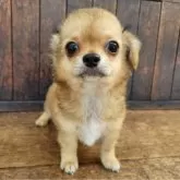 チワックス(チワワ×ダックスフンド)【大阪府・男の子・2025年6月23日・レッド】の写真1